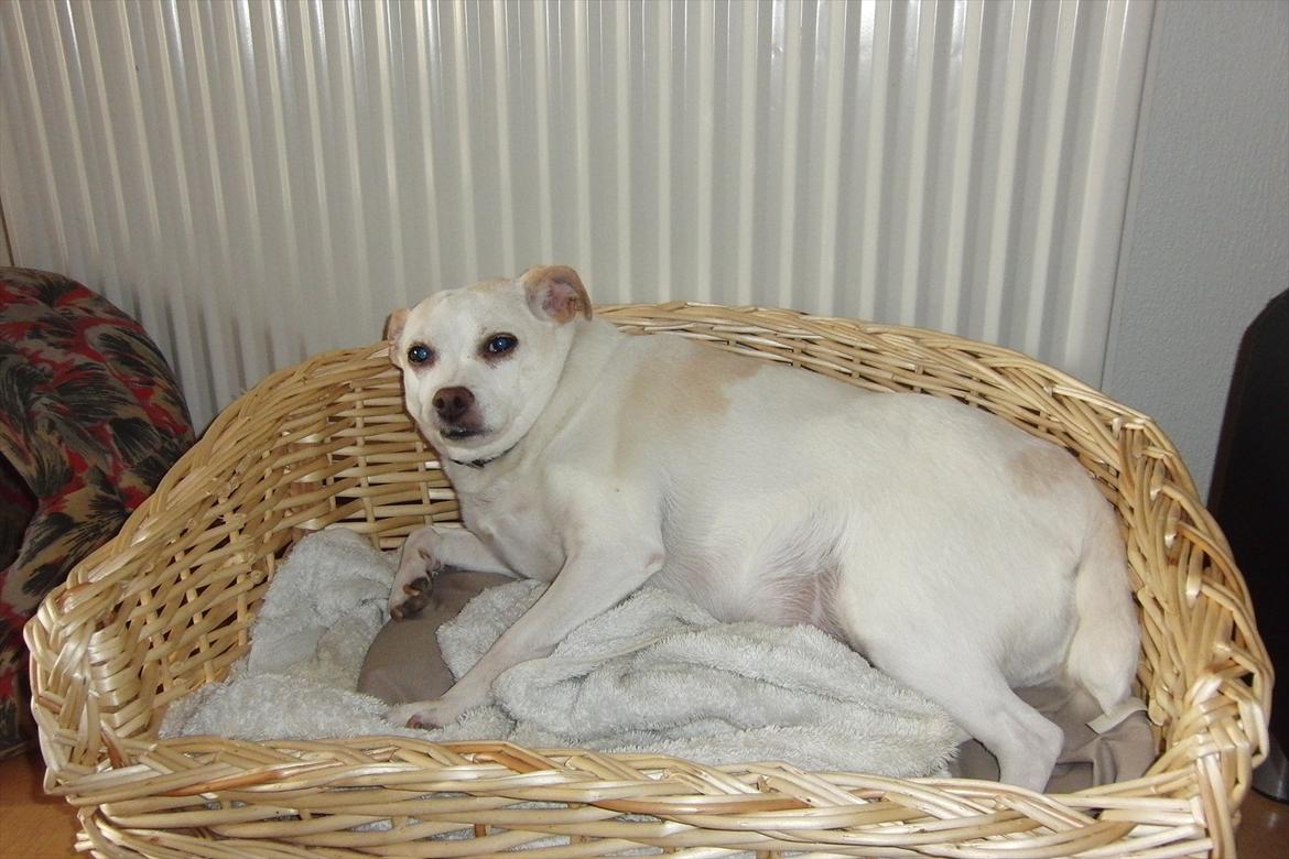 Dansk svensk gaardhund Trine AKA Fedesen - Min dejlige kurv billede 18