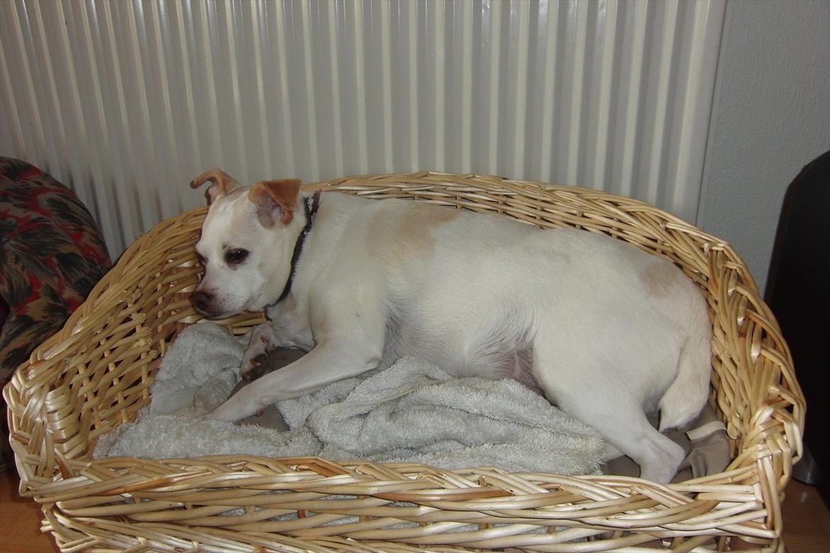 Dansk svensk gaardhund Trine AKA Fedesen billede 19