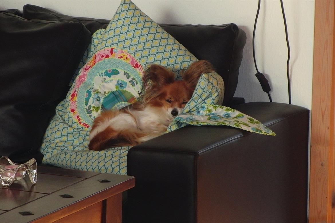 Papillon Daisy AKA Krybet - Som den prinsesse, jeg er, så tåler jeg ikke at ligge i den bløde sofa. Der SKAL være en pude til mit luksuslegeme billede 14