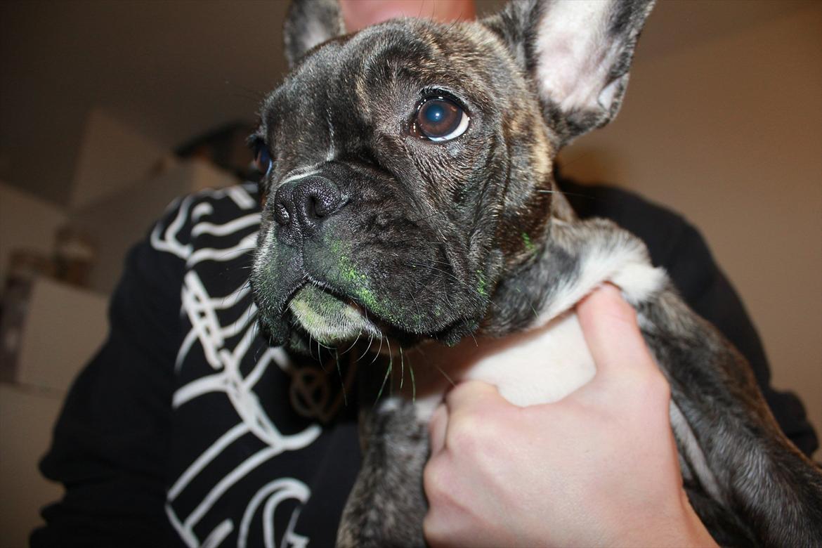 Fransk bulldog Vega - 5 mdr. - har haft fat i et nymalet bogstav ;) billede 10