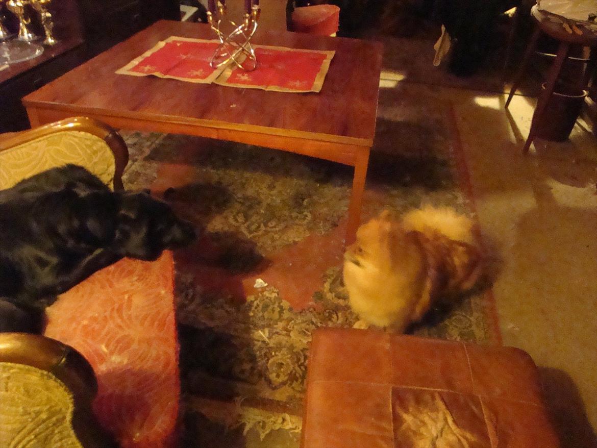 Pomeranian Topsys Morgana MEN kaldes Mille - Mille og Blackie i stuen har lige haft en diskussion om retten til en godbid.....Mille tabte..... billede 2