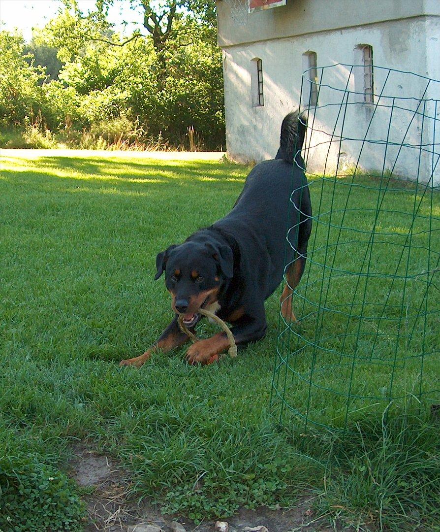 Blanding af racer Rollo - Rollo 2005
Den vilde Konge leg billede 18
