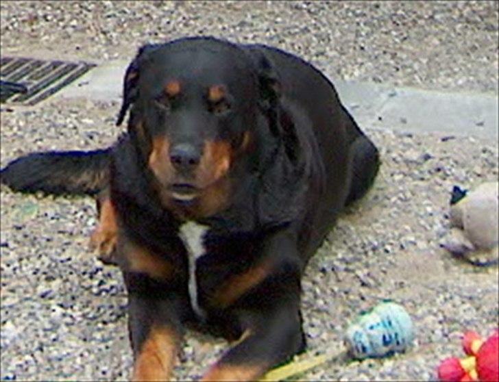 Blanding af racer Rollo - Rollo 2011
Tager lige en slapper i skyggen billede 7