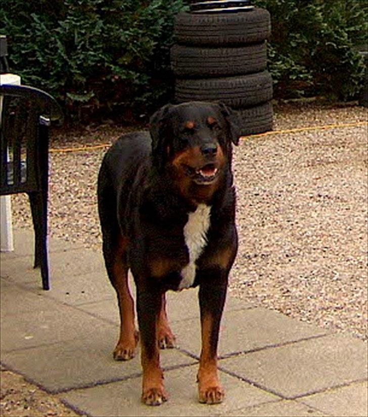 Blanding af racer Rollo - Rollo 2010 billede 10