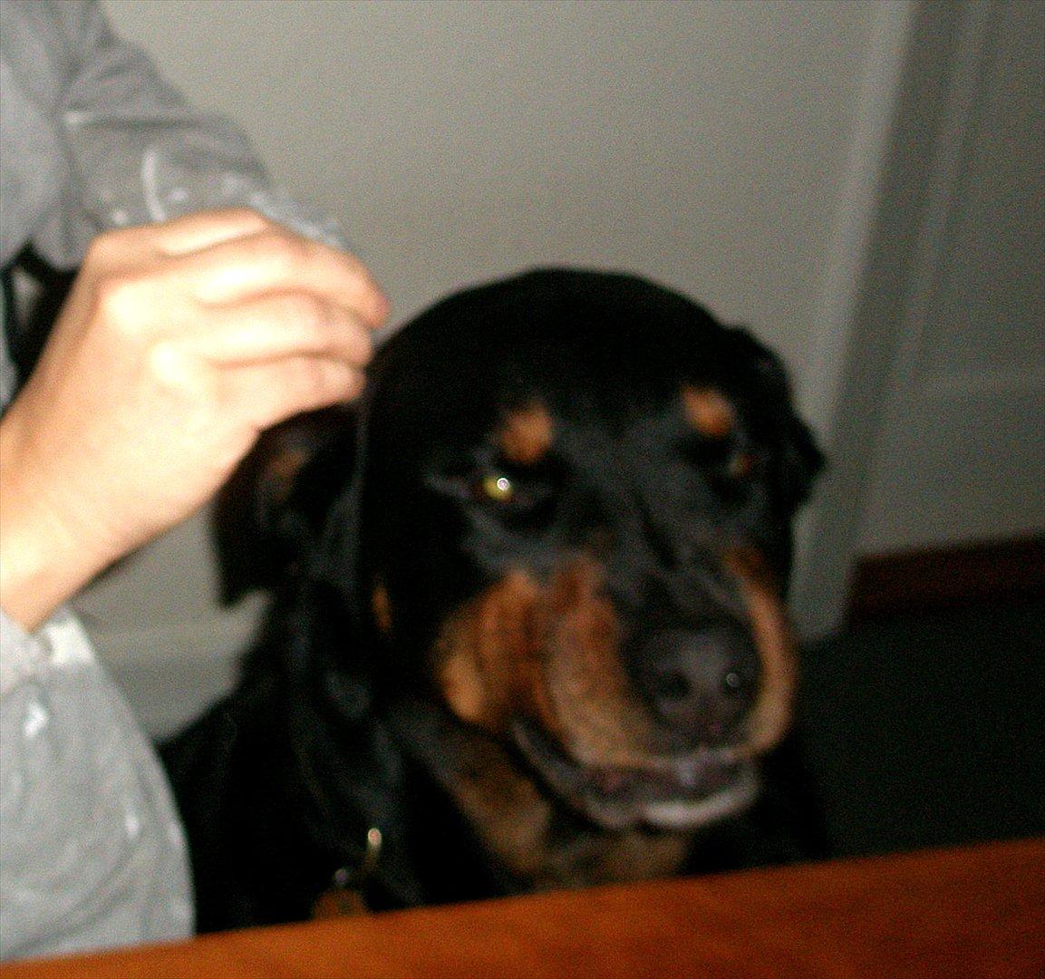 Blanding af racer Rollo - Rollo 2008
Man kan godt se sur ud når man smiiiler billede 12
