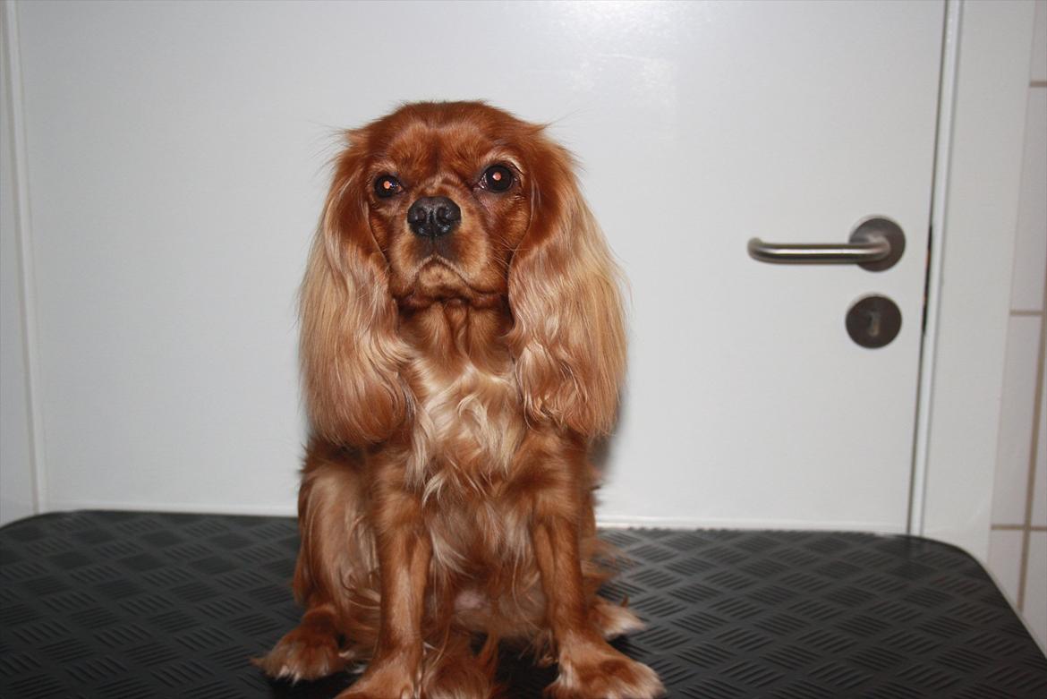 Cavalier king charles spaniel Zoe billede 4