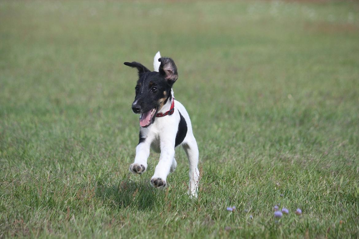 Glathåret foxterrier Foxingdane Thilde billede 13