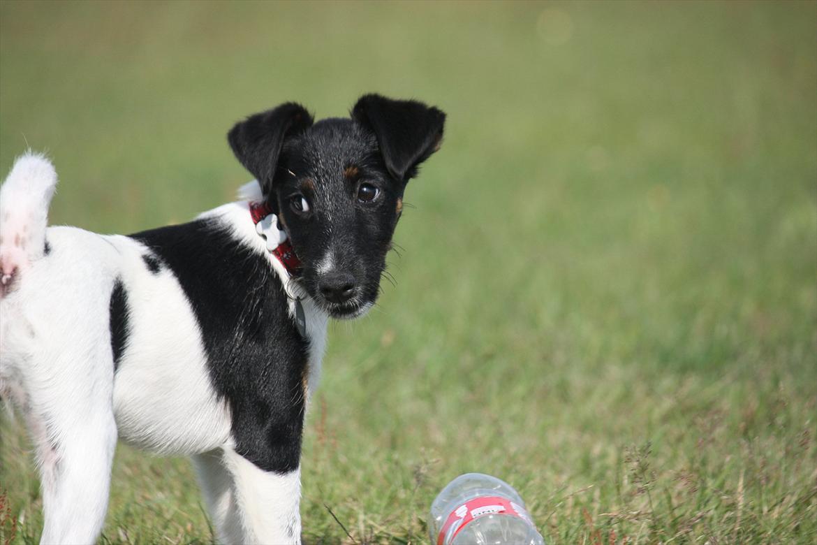 Glathåret foxterrier Foxingdane Thilde billede 14