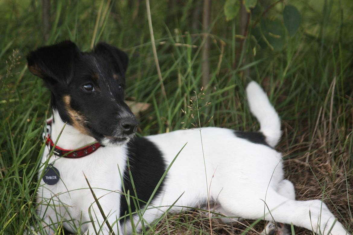 Glathåret foxterrier Foxingdane Thilde billede 16