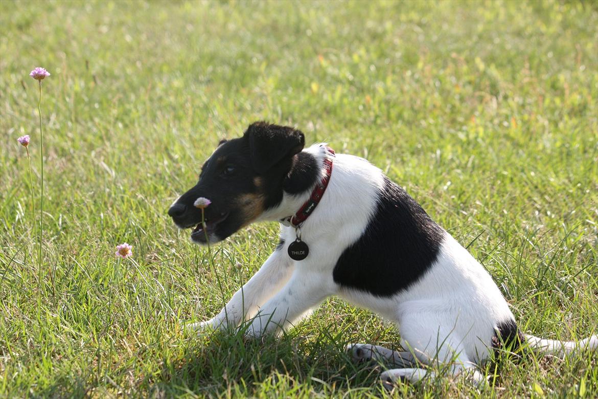 Glathåret foxterrier Foxingdane Thilde billede 17