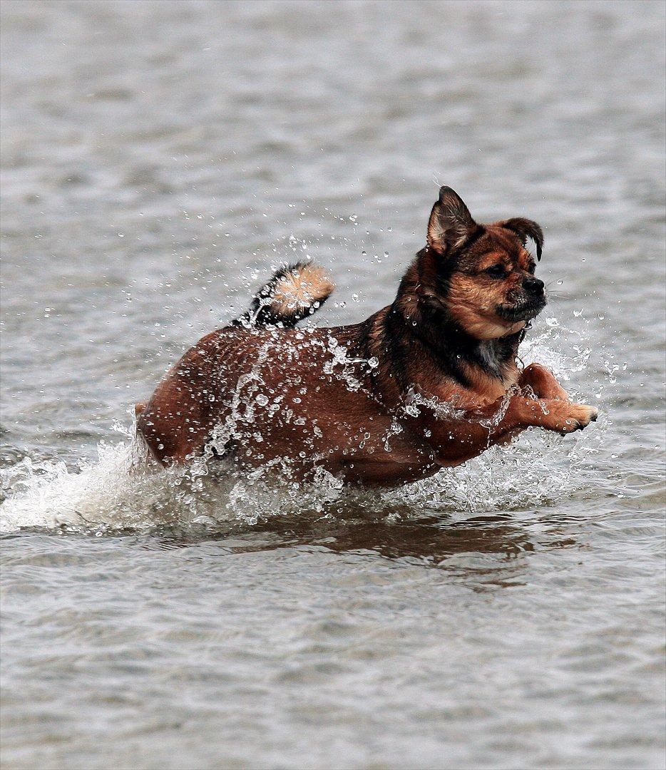 Blanding af racer Lilly - Lilly på stranden *20/8-11* billede 30
