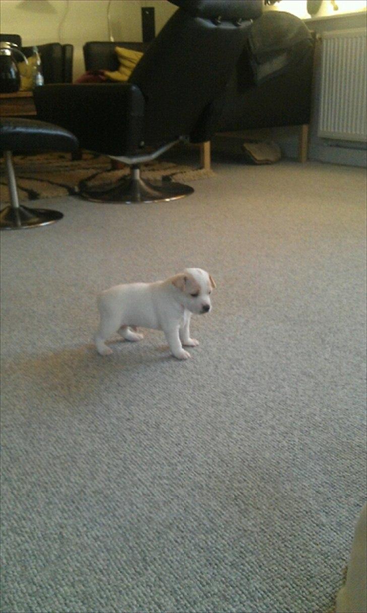 Dansk svensk gaardhund Curtis - Ca 8 uger gammel billede 9