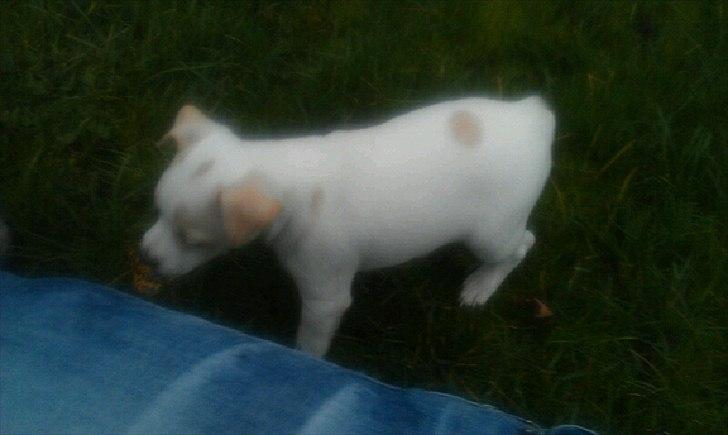 Dansk svensk gaardhund Curtis - Ude og lege i haven .. billede 2