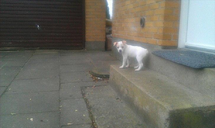 Dansk svensk gaardhund Curtis - På vej ud og tisse .. billede 3