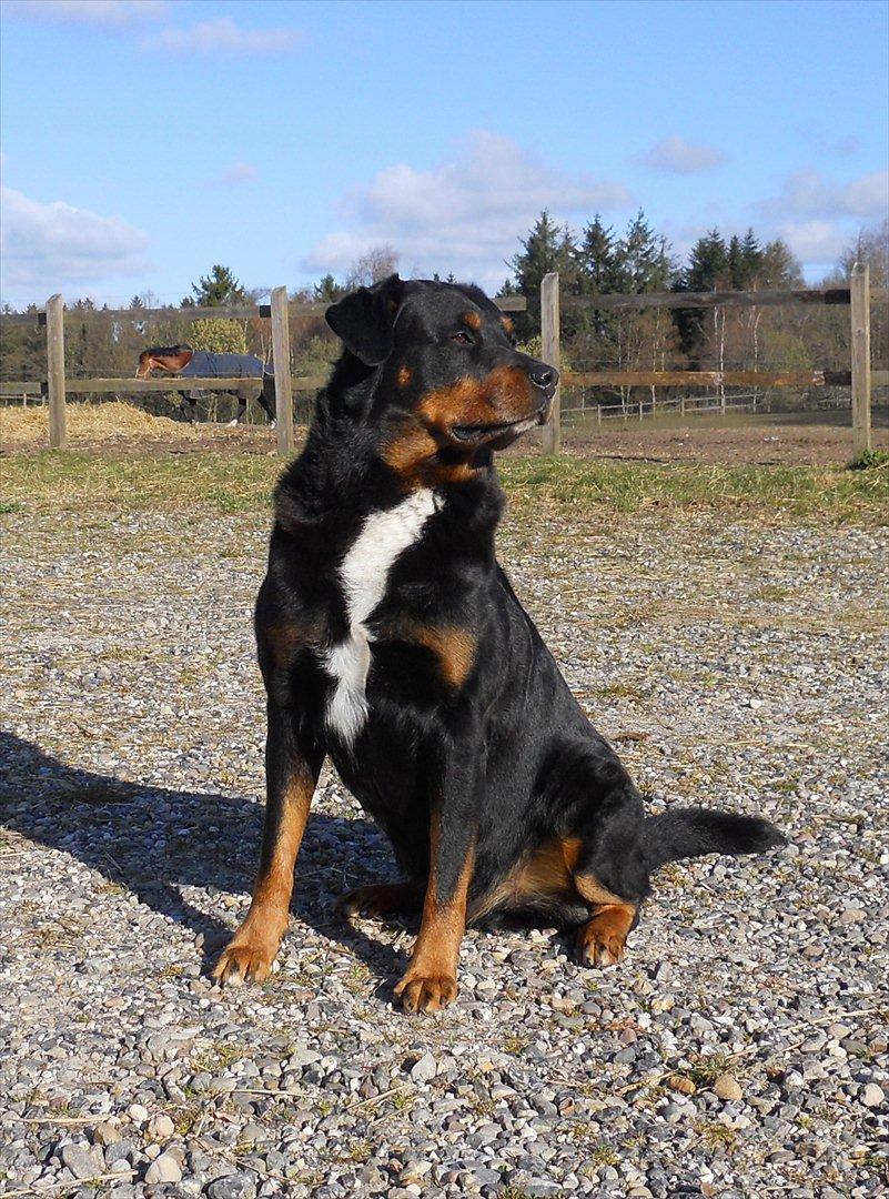 Blanding af racer Rollo - Rollo flotte fyr 2011 billede 9