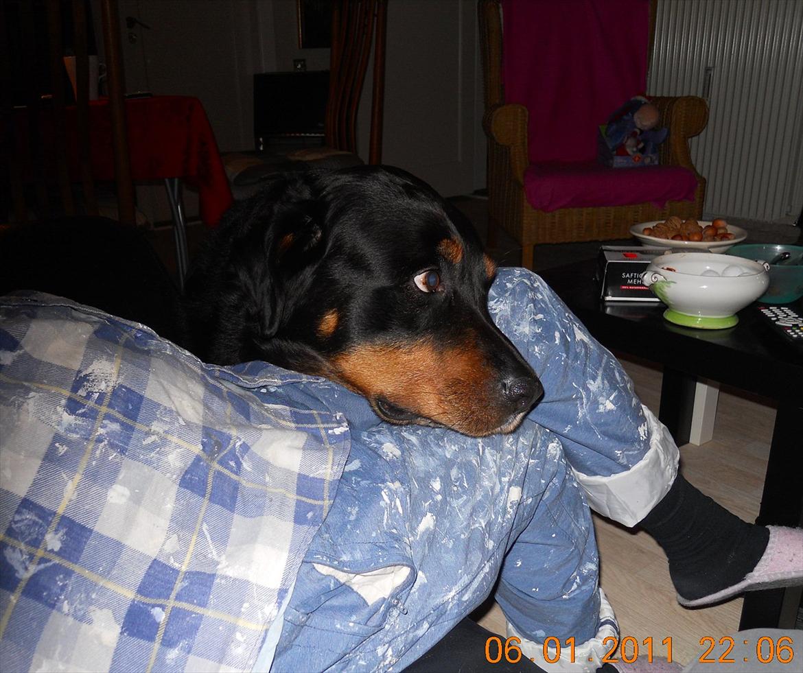 Blanding af racer Rollo - Vil gerne nusses !!! billede 14
