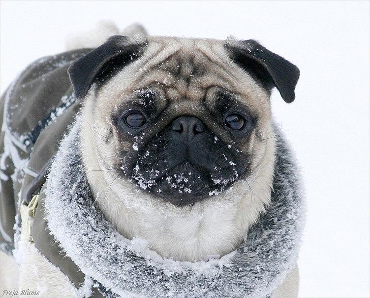 Mops Zoe - Rullepølsen - Vores mest sete billede på diverse netsider , så det skulle da også med her :) 
Jeg er da lækker i min Hurrta ?  billede 16