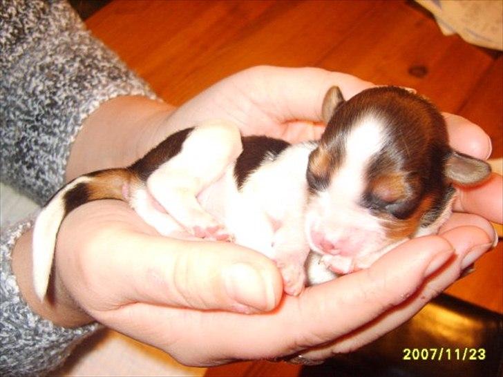 Kooikerhondje Kooijoy Gin By PokaPri - Gin som lillebitte baby - kun et par dage gammel <3:') billede 2