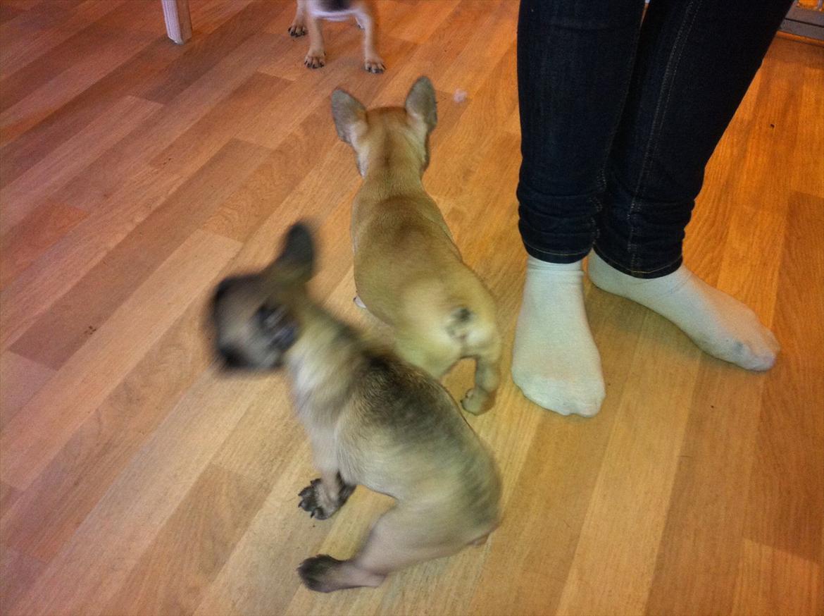 Fransk bulldog Huggsy - Sammen med sin søster :) billede 2