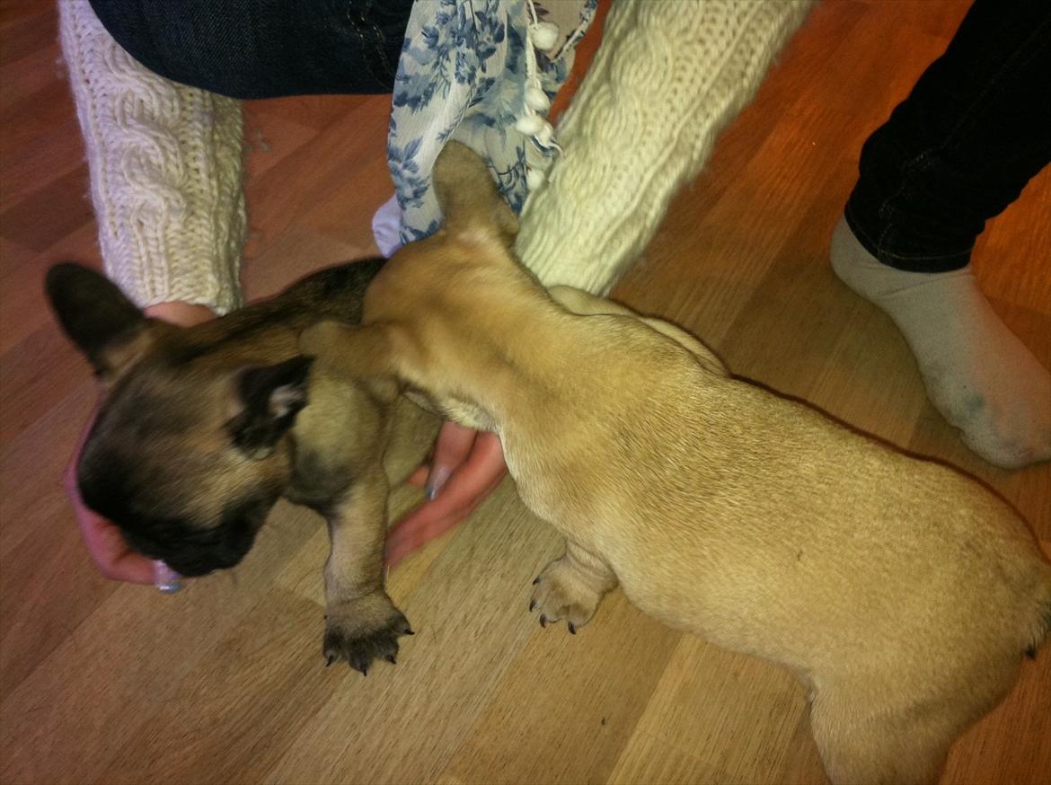 Fransk bulldog Huggsy - Igen sammen med sin søster :) billede 3