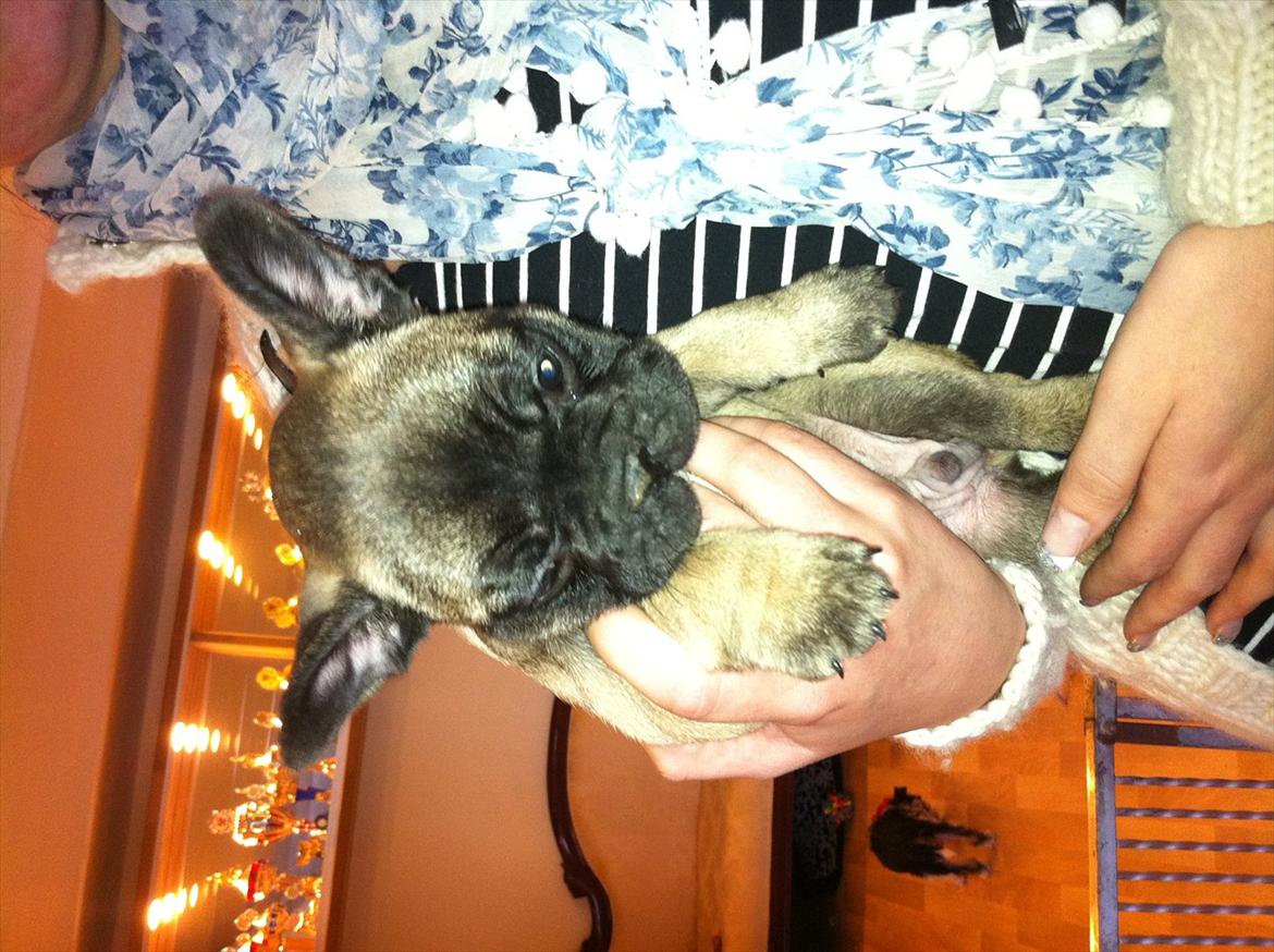 Fransk bulldog Huggsy billede 4