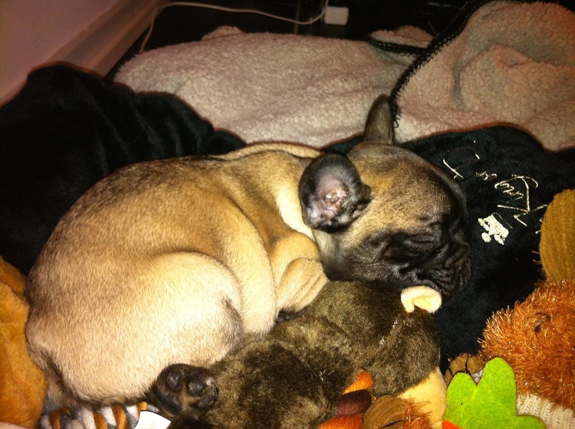 Fransk bulldog Huggsy billede 5