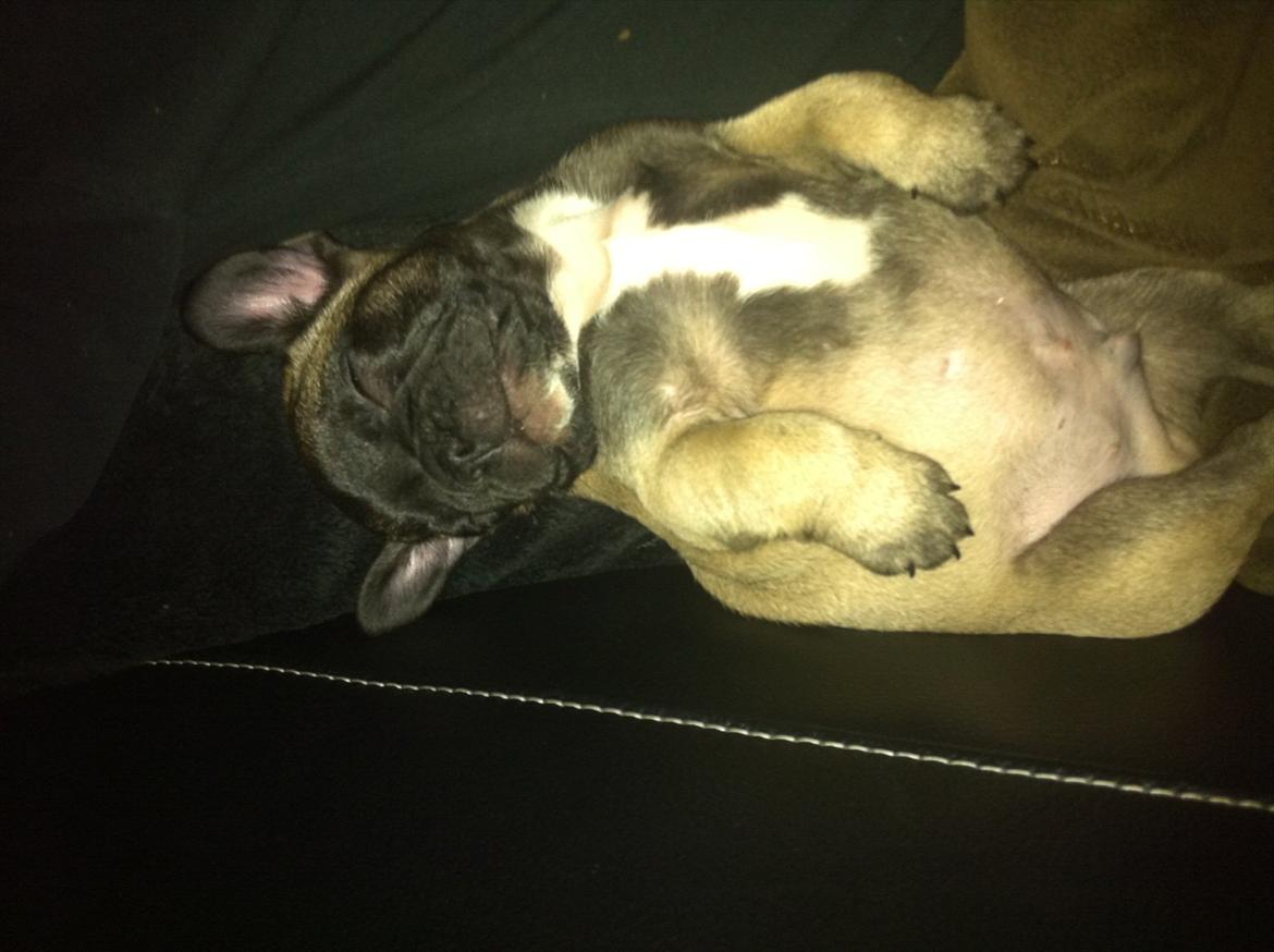 Fransk bulldog Huggsy billede 6