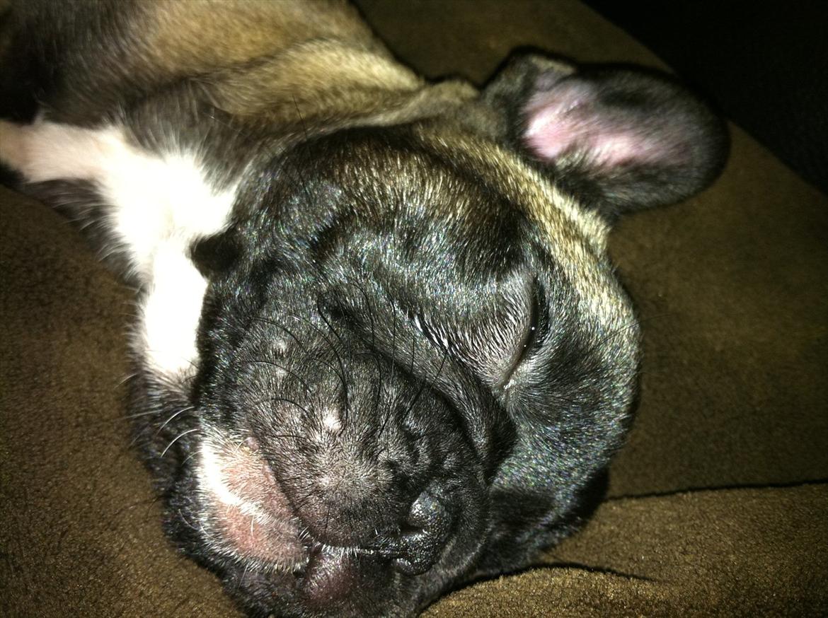 Fransk bulldog Huggsy billede 7