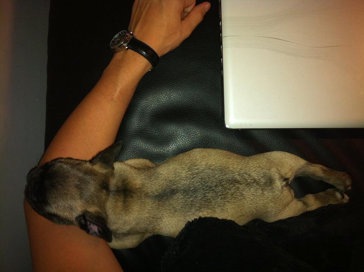 Fransk bulldog Huggsy billede 8