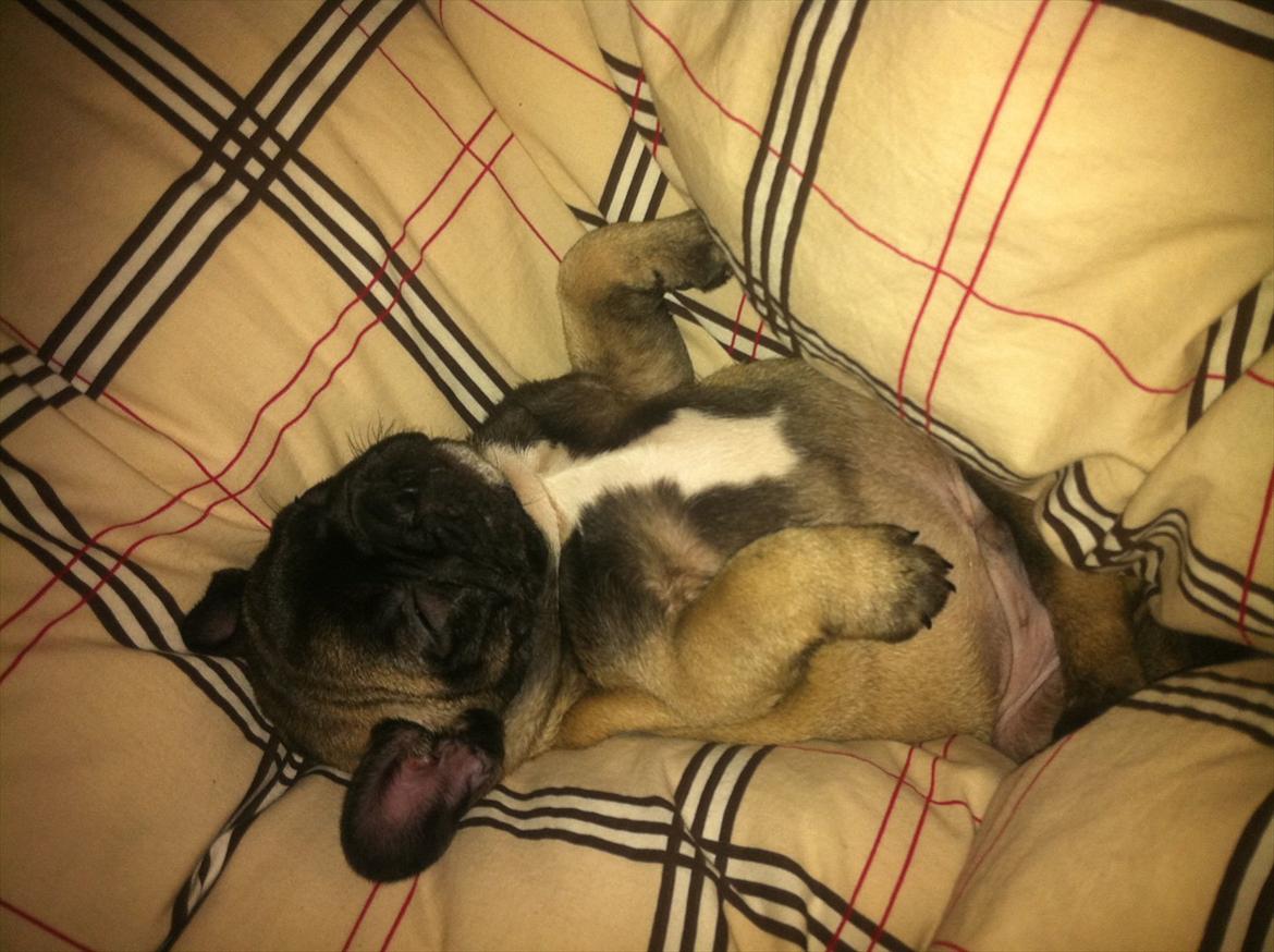 Fransk bulldog Huggsy billede 9