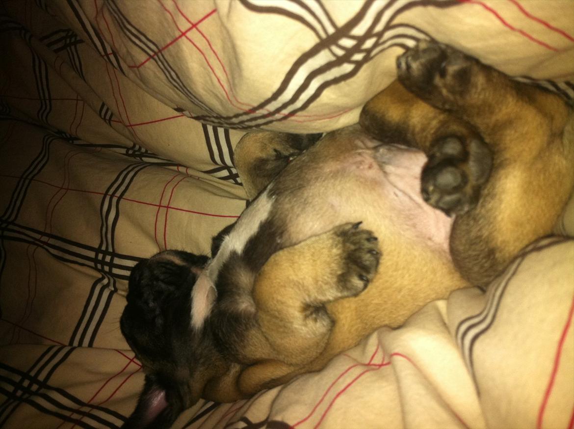 Fransk bulldog Huggsy billede 10