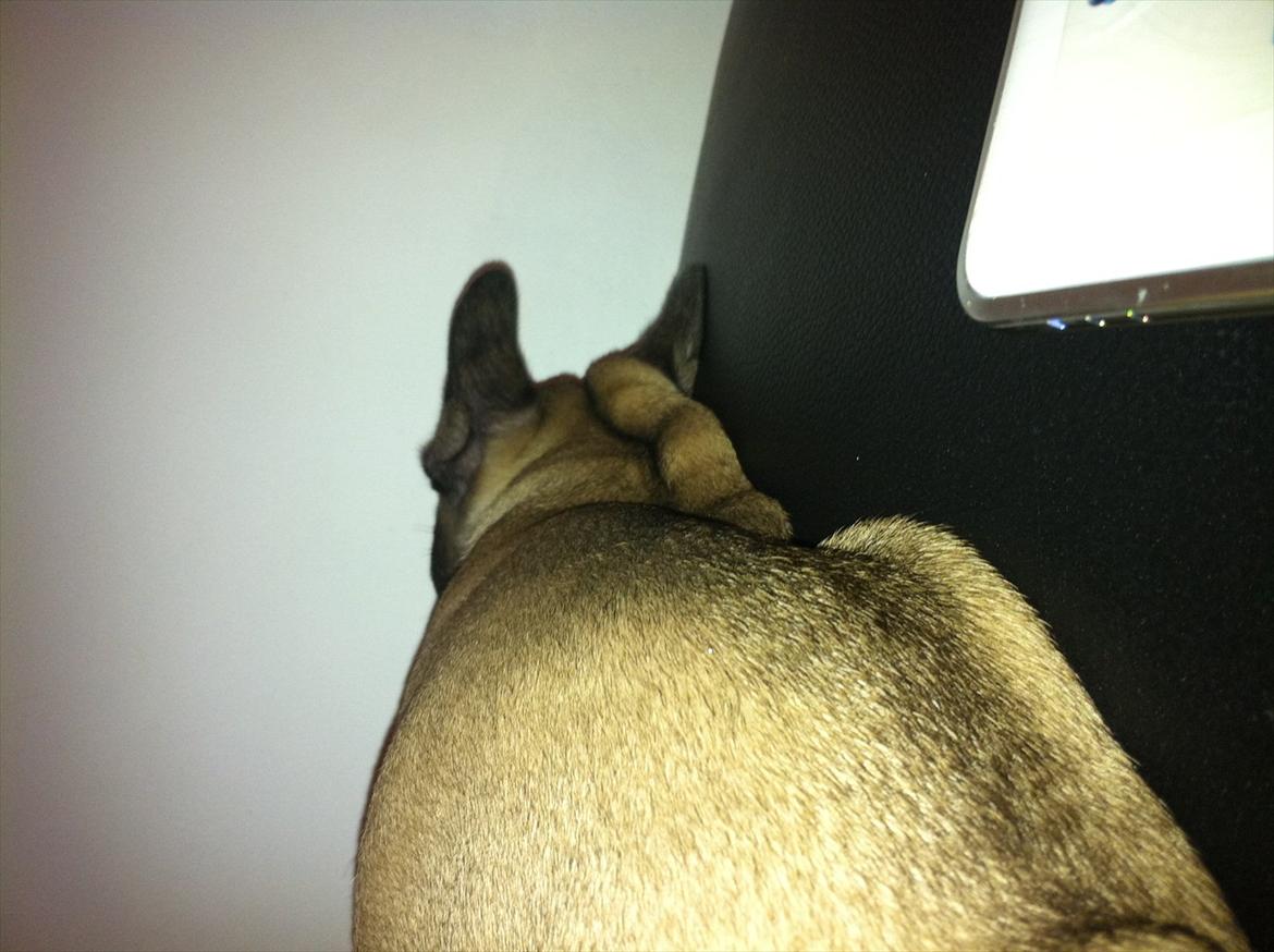 Fransk bulldog Huggsy billede 11