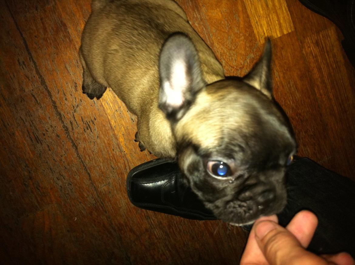 Fransk bulldog Huggsy billede 12