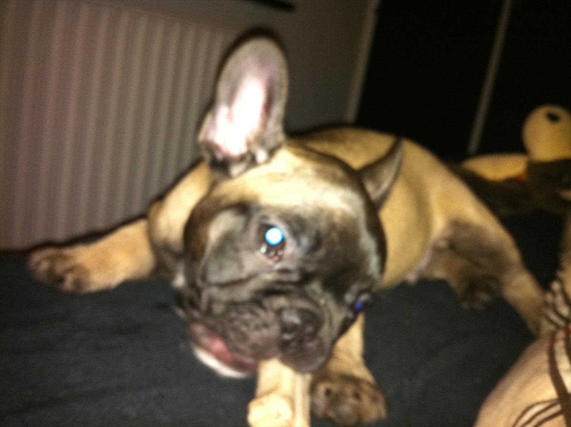 Fransk bulldog Huggsy billede 13