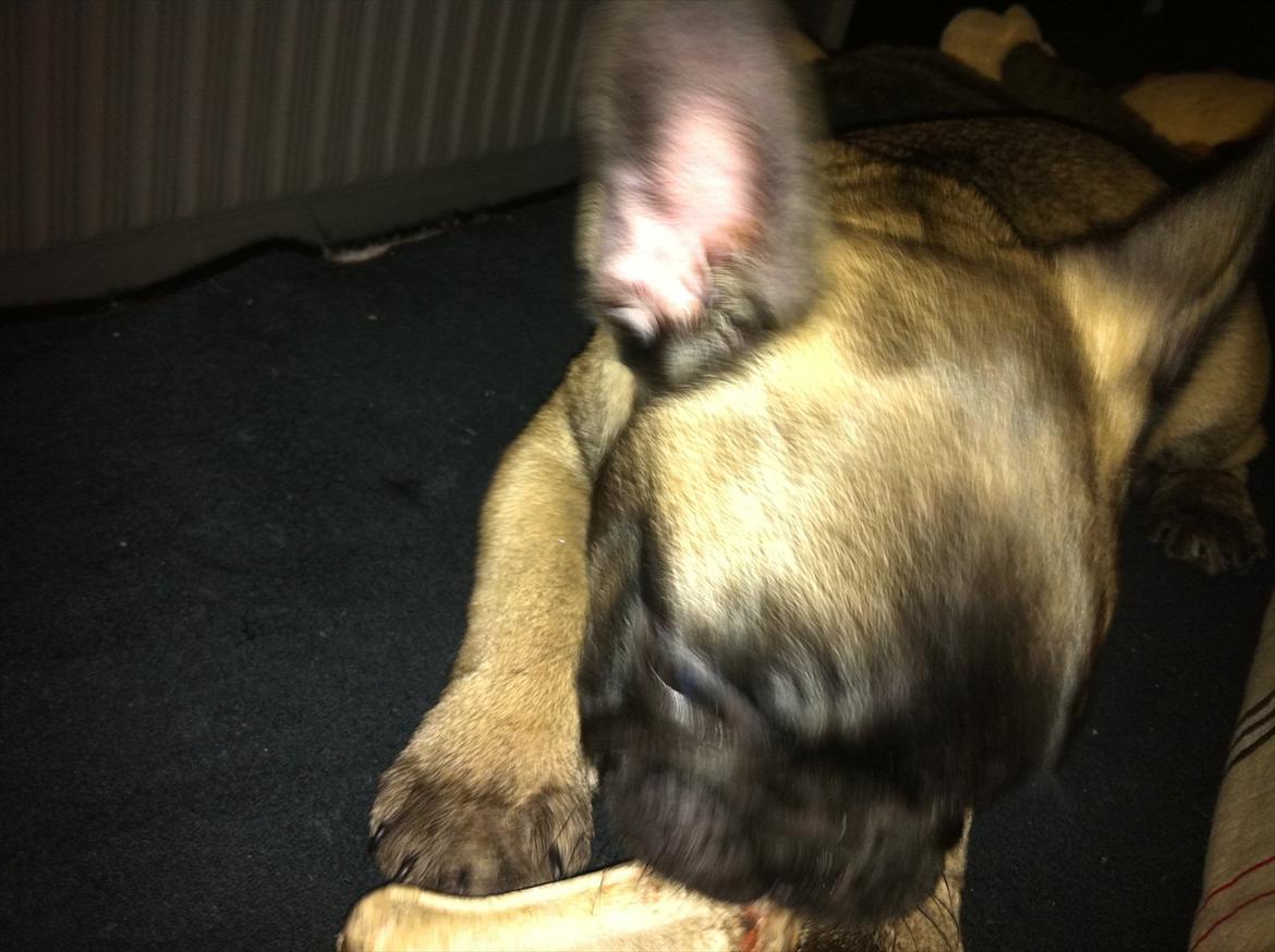 Fransk bulldog Huggsy billede 14