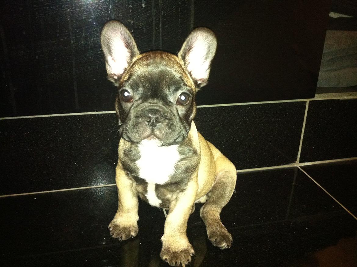 Fransk bulldog Huggsy billede 15