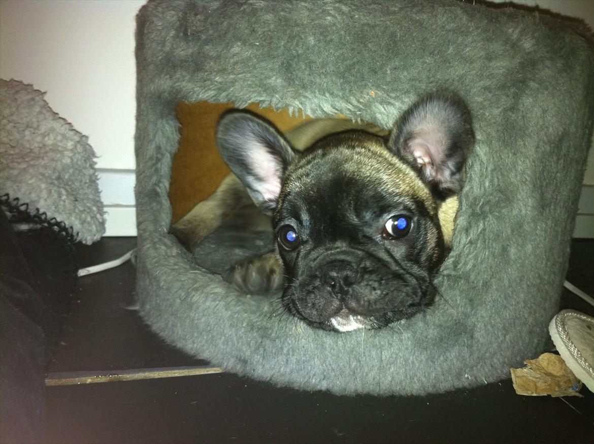 Fransk bulldog Huggsy billede 16