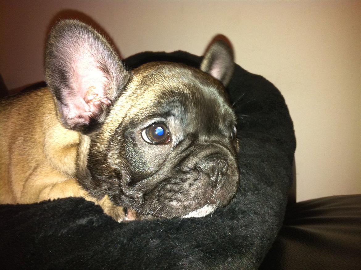 Fransk bulldog Huggsy billede 17
