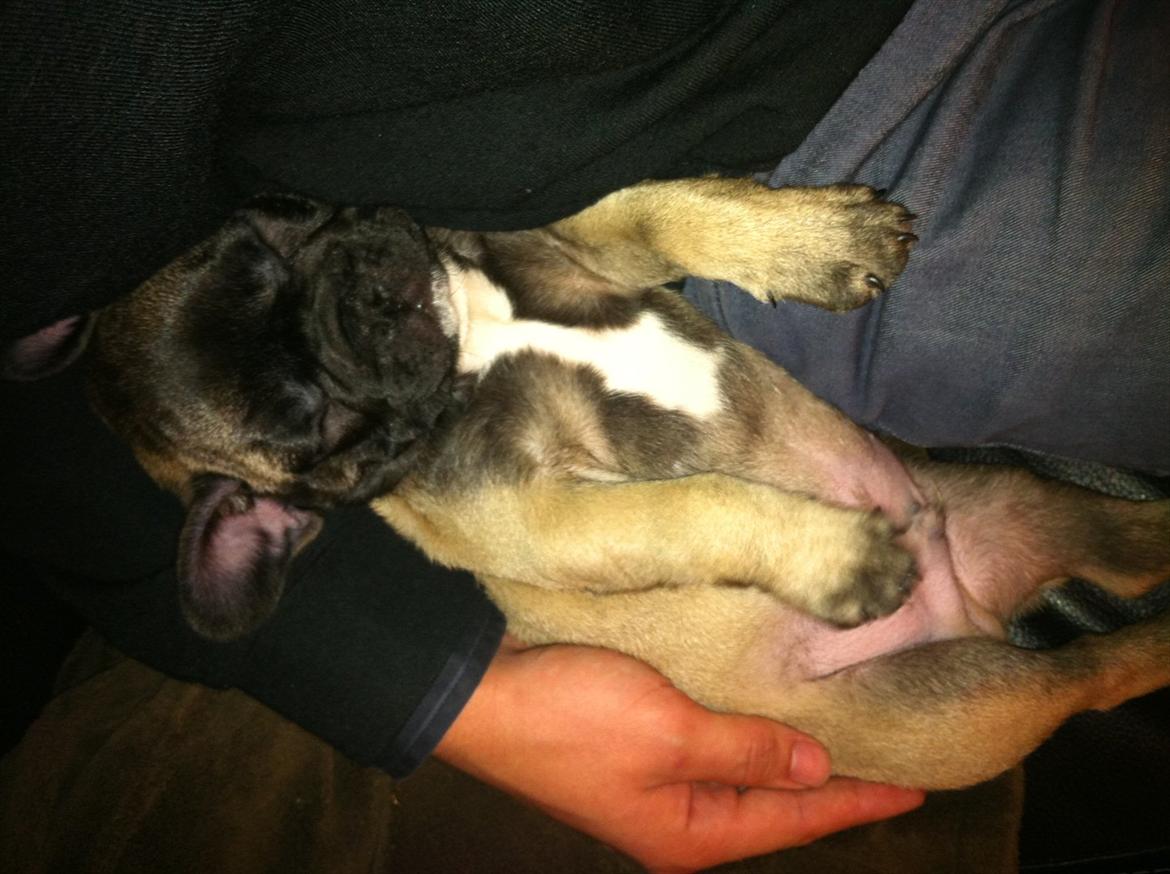 Fransk bulldog Huggsy billede 18