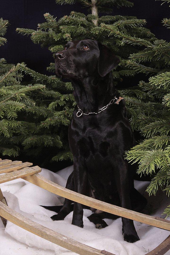 Labrador retriever Futte <3 - Julebilled :) billede 18