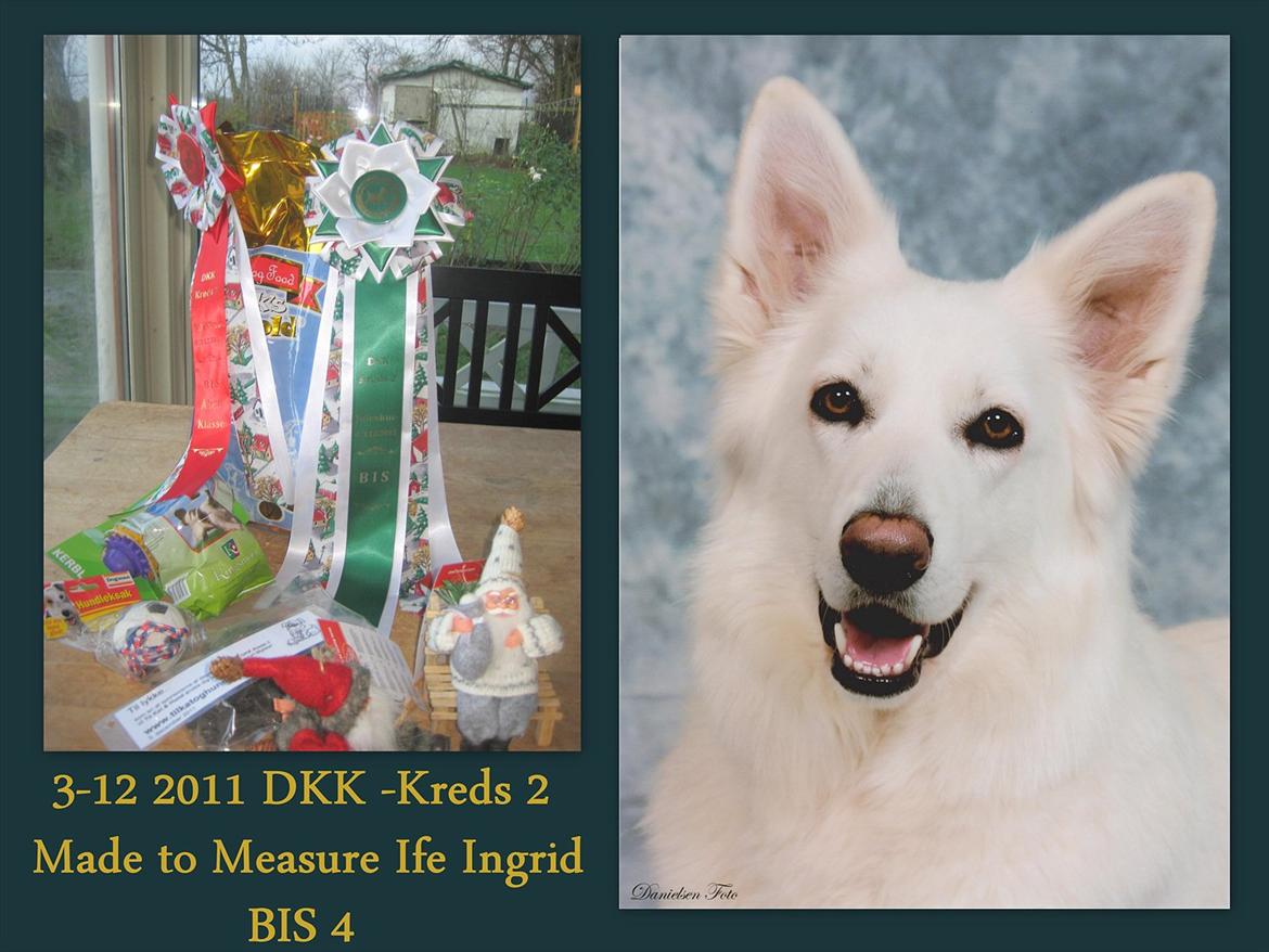 Hvid Schweizisk Hyrdehund Mimmie - Juleskue Kreds 2  2011
Mimmie Bedst In Show 1 Vinder af alle udstillingen hunde i ÅbenKlasse & 
Bedst In Show 4 af alle klasser og ALLE hunde på udstillingen  billede 11