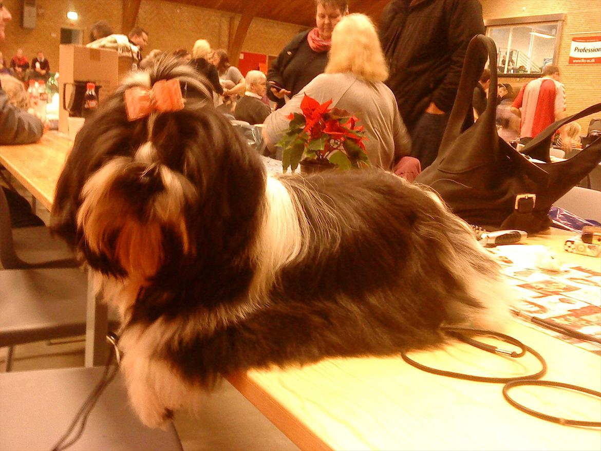 Shih tzu Flindt´s Born To Beauty (Bumle) - December 2011 
Jule udstillingen  billede 10