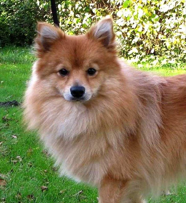 Volpino italiano Enzo billede 1