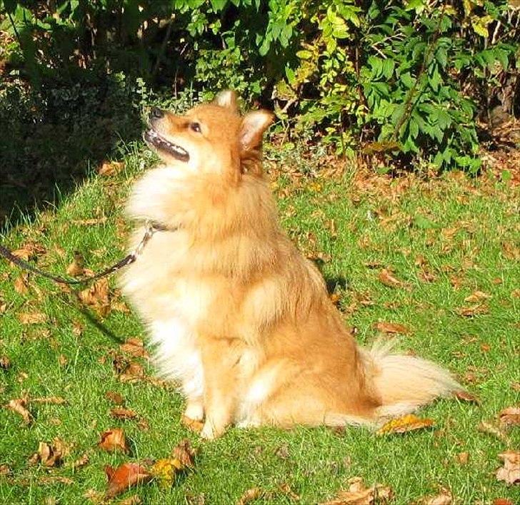 Volpino italiano Enzo billede 2