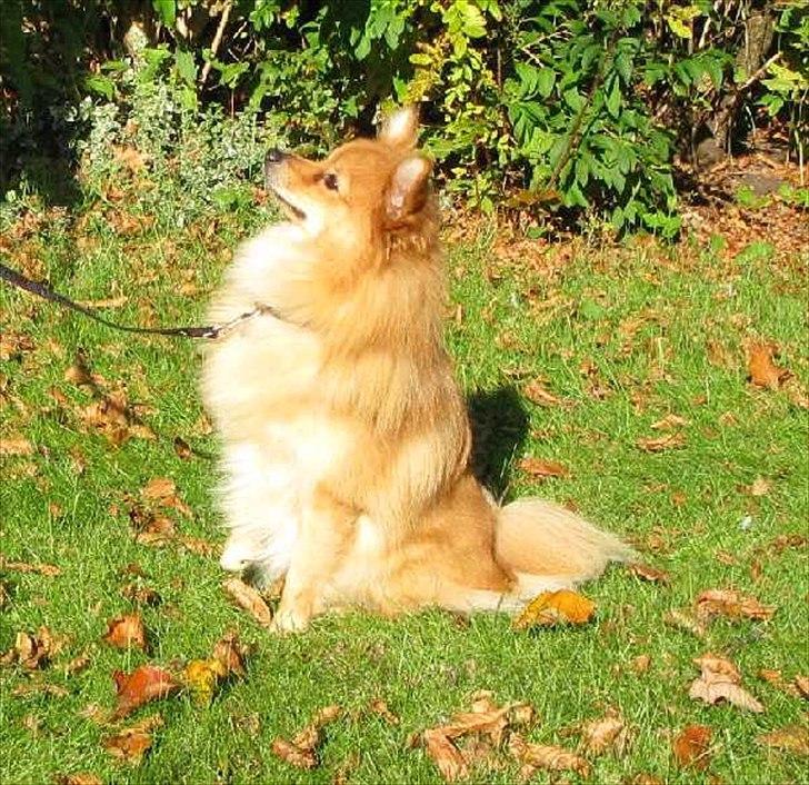 Volpino italiano Enzo billede 3