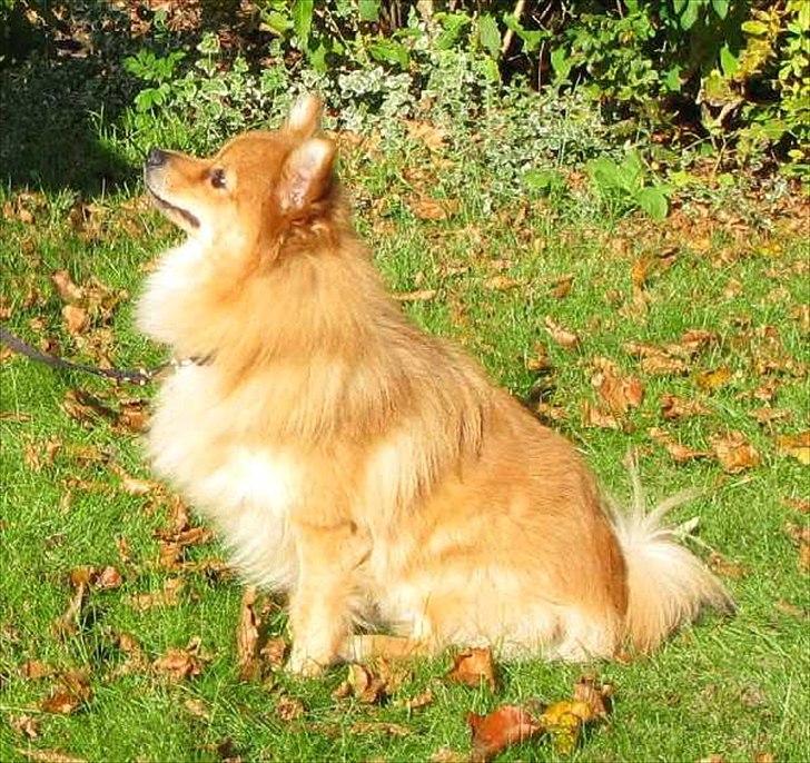 Volpino italiano Enzo billede 4