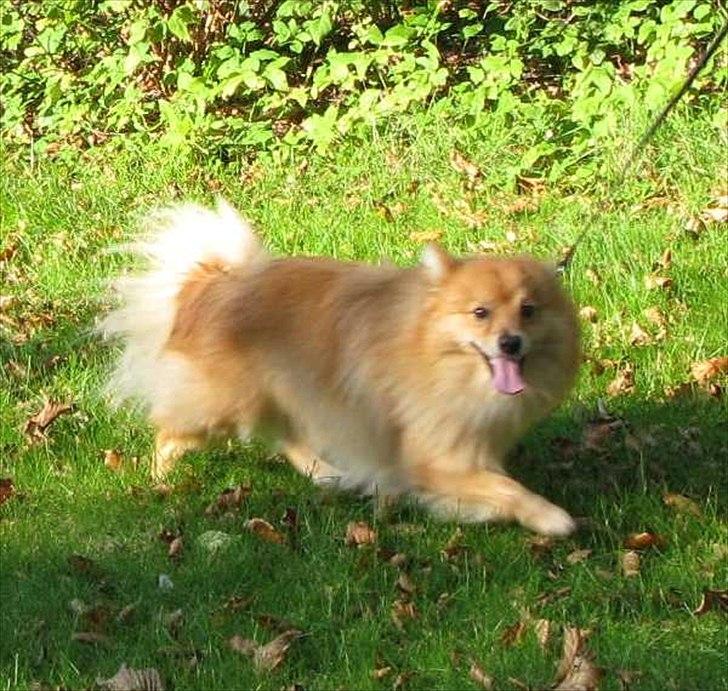 Volpino italiano Enzo billede 5