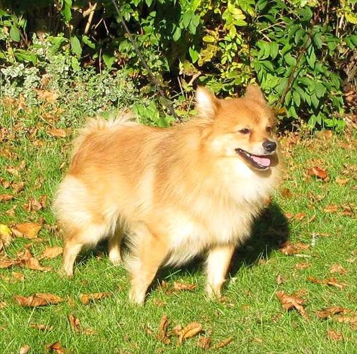 Volpino italiano Enzo billede 6