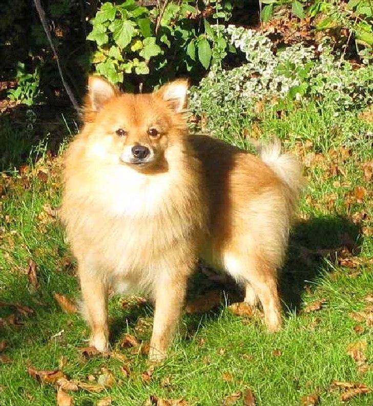 Volpino italiano Enzo billede 7