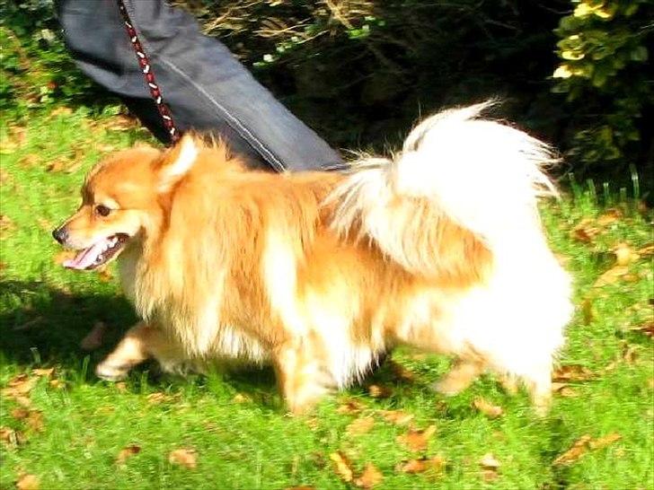 Volpino italiano Enzo billede 8